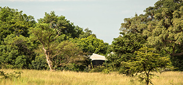Image of Mara Plains Camp